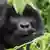 Berggorilla im Virunga Nationalpark in Ruanda Berggorillas haben den stämmigen Körperbau, der typisch für die Gorillas ist. Sie erreichen in normaler aufrechter Haltung stehend eine Höhe von bis zu 1,75 Meter, mit bis zu 200 Kilogramm können Männchen doppelt so schwer werden wie Weibchen eingestellt juni2012