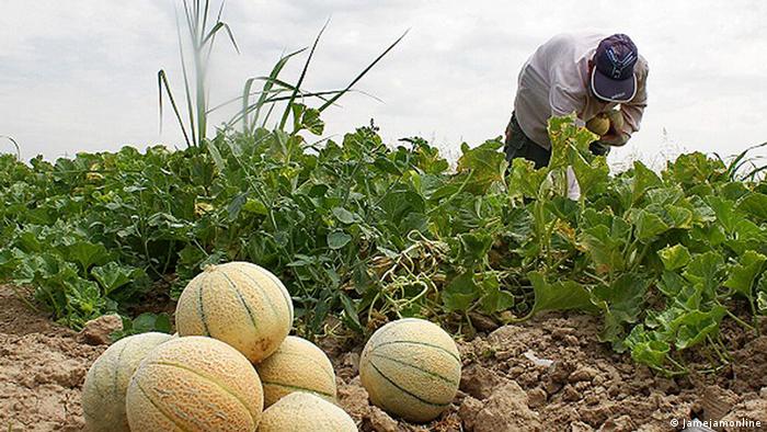 Ein Bauer erntet Melonen im Iran (Foto: freie Lizenz)