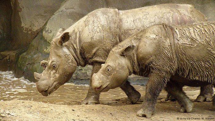 Fifth endangered rhino born in captivity | DW Learn German