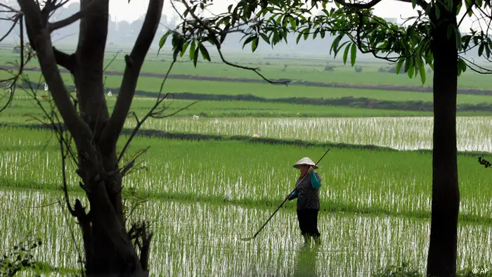 A farmer works in a rice field in Dong Anh District in Hanoi, Vietnam, Wednesday, March 26, 2008. A sharp rise in the price of rice is hitting consumer pocketbooks and raising fears of public turmoil in the many parts of Asia where rice is a staple. (ddp images/AP Photo/Chitose Suzuki).