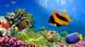 A coral reef and colorful fish A coral reef and colorful fish