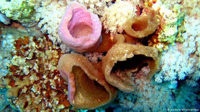Schwamm Koralle Korallenblock
