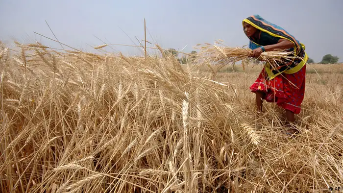 Récolte du blé, en Inde