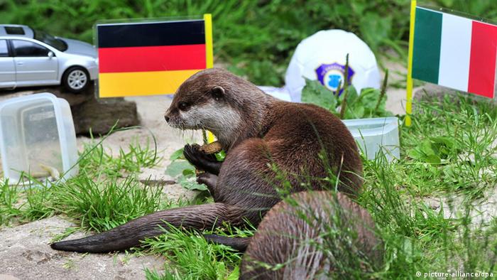 Otterdame Ferret tippt für Deutschland
