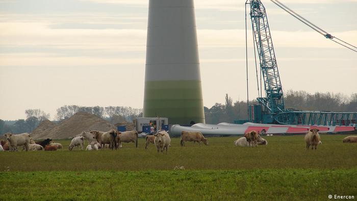 cows in field in front of turbine