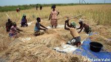Wann wurde das Bild gemacht?: 06.09.2011 Wo wurde das Bild aufgenommen?: Mopeia, Mosambik Bildbeschreibung: Traditionelle Reis-Ernte in Mopeia in der mosambikanischen Provinz Zambézia. Wer hat das Bild gemacht/Fotograf?: Estácio Valoi (Alle Fotos stammen von Estácio Valoi, der sie uns verkauft hat und der DW die Rechte einräumt. Zugeliefert von Johannes Beck)