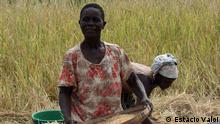 Wann wurde das Bild gemacht?: 06.09.2011 Wo wurde das Bild aufgenommen?: Mopeia, Mosambik Bildbeschreibung: Traditionelle Reis-Ernte in Mopeia in der mosambikanischen Provinz Zambézia. Wer hat das Bild gemacht/Fotograf?: Estácio Valoi (Alle Fotos stammen von Estácio Valoi, der sie uns verkauft hat und der DW die Rechte einräumt. Zugeliefert von Johannes Beck)