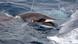 A minke whale harpooned through the head by a Japanese fleet, according to Greenpeace, in the Southern Ocean in 2006 A minke whale harpooned through the head by a Japanese fleet, according to Greenpeace, in the Southern Ocean in 2006