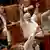 Rumänische Abgeordnete im Parlament halten ihre Hände für die Abstimmung hoch (Foto: AP)
