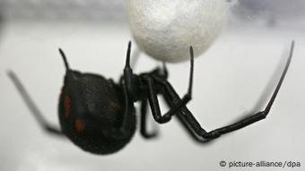 Eine männliche Schwarze Witwe (lat.: Latrodectus tredecimguttatus) hängt in einem Glaskasten im Biozentrum Grindel in Hamburg, vor der Spinne ein Kokon, in dem die Jungspinnen heranwachsen.