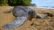 A leatherback turtle on the beach (photo: Brian Hutchinson/dpa) A leatherback turtle on the beach (photo: Brian Hutchinson/dpa)