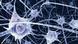 Neurons (Rebecca Lee/ Creative Commons) Neurons (Rebecca Lee/ Creative Commons)