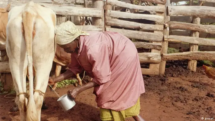 alte Frau aus DW Fanclub Kemogemba melkt eine Kuh