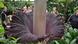 a view of Bonn's blossoming titan arum from above Photographer: Shant Shahrigian Date: 15/7/12 Location: Bonn, Deutschland a view of Bonn's blossoming titan arum from above Photographer: Shant Shahrigian Date: 15/7/12 Location: Bonn, Deutschland