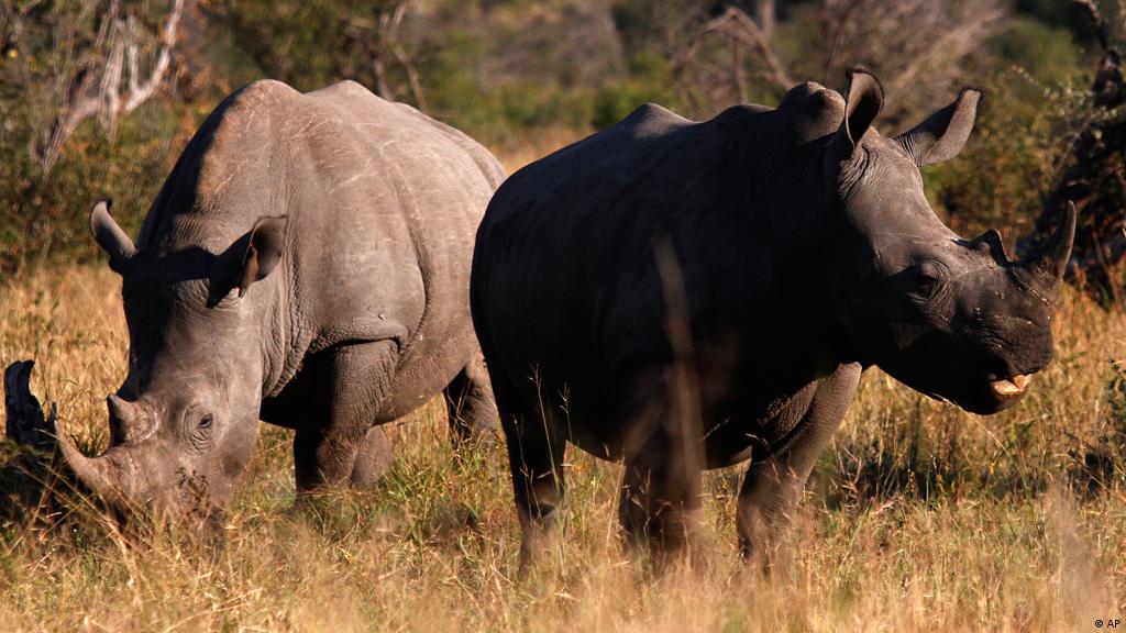 Rhino horns value