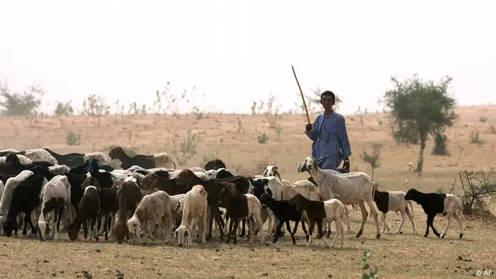 In this Tuesday, May 11, 2010 photo, a nomadic Fulani herder grazes his sheep on parched land around Gadabeji, Niger. At this time of year, the Gadabeji Reserve should be a refuge for the nomadic tribes who travel across the moonscape deserts of Niger to graze their cattle. But the grass is meager, not enough even for the small goats, after a drought killed off the last year's crops. International aid groups once again warn this nation of 15 million on the verge of the Sahara Desert faces a growing food crisis.(ddp images/AP Photo/Sunday Alamba)