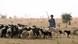 Niger Normaden Fulani Scharfherde bei Gadabeji Niger Normaden Fulani Scharfherde bei Gadabeji