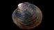 Ocean quahog from the North Sea Ocean quahog from the North Sea