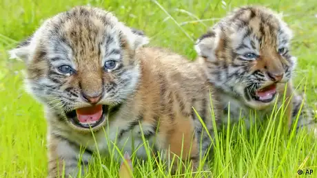 Amur tiger cubs (photo: AP Photo/Eckehard Schulz)