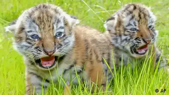 Amur Tigerbabys
