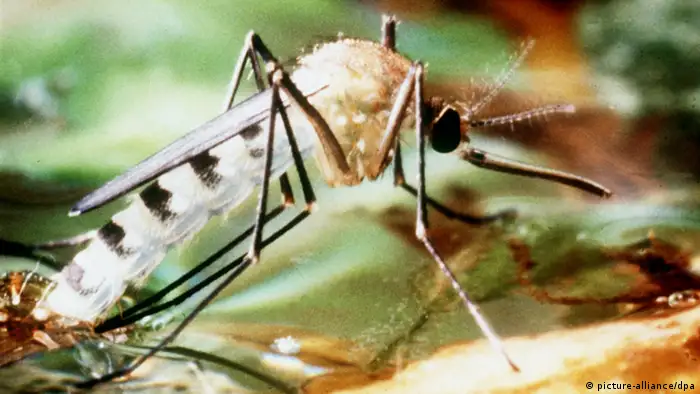 Asiatische Tigermücke