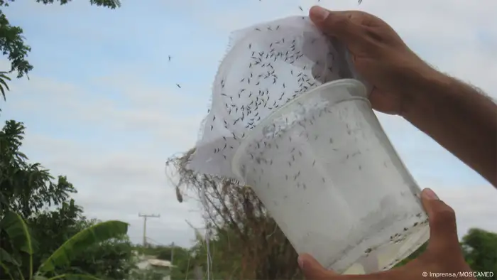 Liberación de mosquitos transgénicos en Brasil.