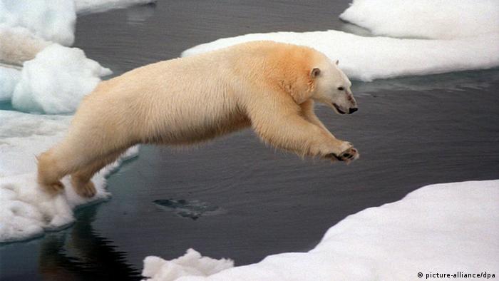 ARCHIV - Mit einem gewaltigen Satz springt ein Eisbär im arktischen Meer von einer Eisscholle zur nächsten (Greenpeace-Archivfoto vom Juli 1999). Das Meereis in der Arktis ist in diesem Sommer auf einen neues Minimum zusammengeschmolzen. Die Negativmarke sei am Donnerstag mit 4,24 Millionen Quadratkilometer erreicht worden, teilte die Universität Bremen am Freitag (09.09.2011) mit. Foto: Greenpeace dpa (zu dpa 0365 vom 09.09.2011) +++(c) dpa - Bildfunk+++