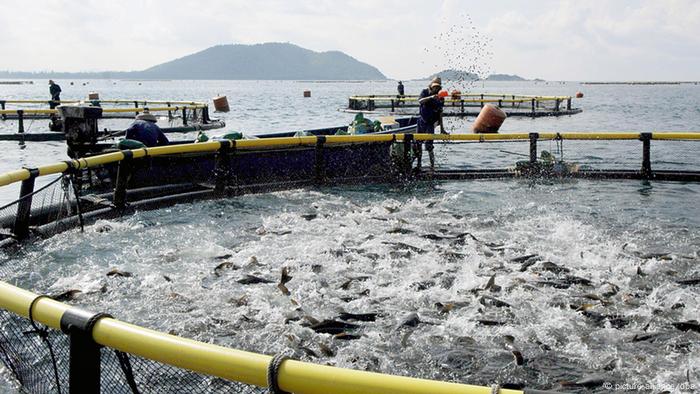 Ein Mann wirft Futter in ein Fischbecken