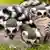 Lemurs with black and white striped tails asleep on a rock