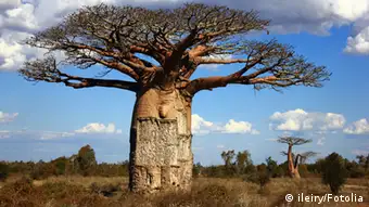 La fruta del baobab posee un alto valor nutricional.