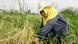 ADVANCE FOR STORY SCI--CLIMATE CHANGE -RICE BY MICHAEL CASEY.A Thai farmer pulls rice husk in a rice field in Patumthani Provice, Thailand, Friday, April 27, 2007. Rice husks are increasingly being sold to be used as a means of energy. The husk ash is also being sold to companies in Europe, who use it from everything from computer chips to engine molds. (ddp images/AP Photo/Sakchai Lalit) ADVANCE FOR STORY SCI--CLIMATE CHANGE -RICE BY MICHAEL CASEY.A Thai farmer pulls rice husk in a rice field in Patumthani Provice, Thailand, Friday, April 27, 2007. Rice husks are increasingly being sold to be used as a means of energy. The husk ash is also being sold to companies in Europe, who use it from everything from computer chips to engine molds. (ddp images/AP Photo/Sakchai Lalit)