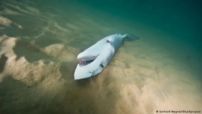 A dead shark on the ocean floor