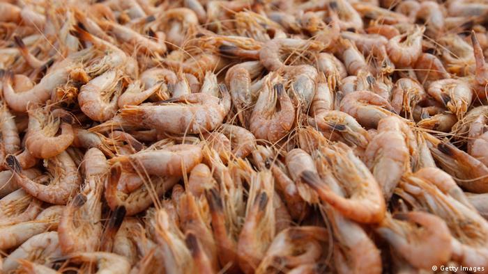 Shrimps Krabben Garnelen