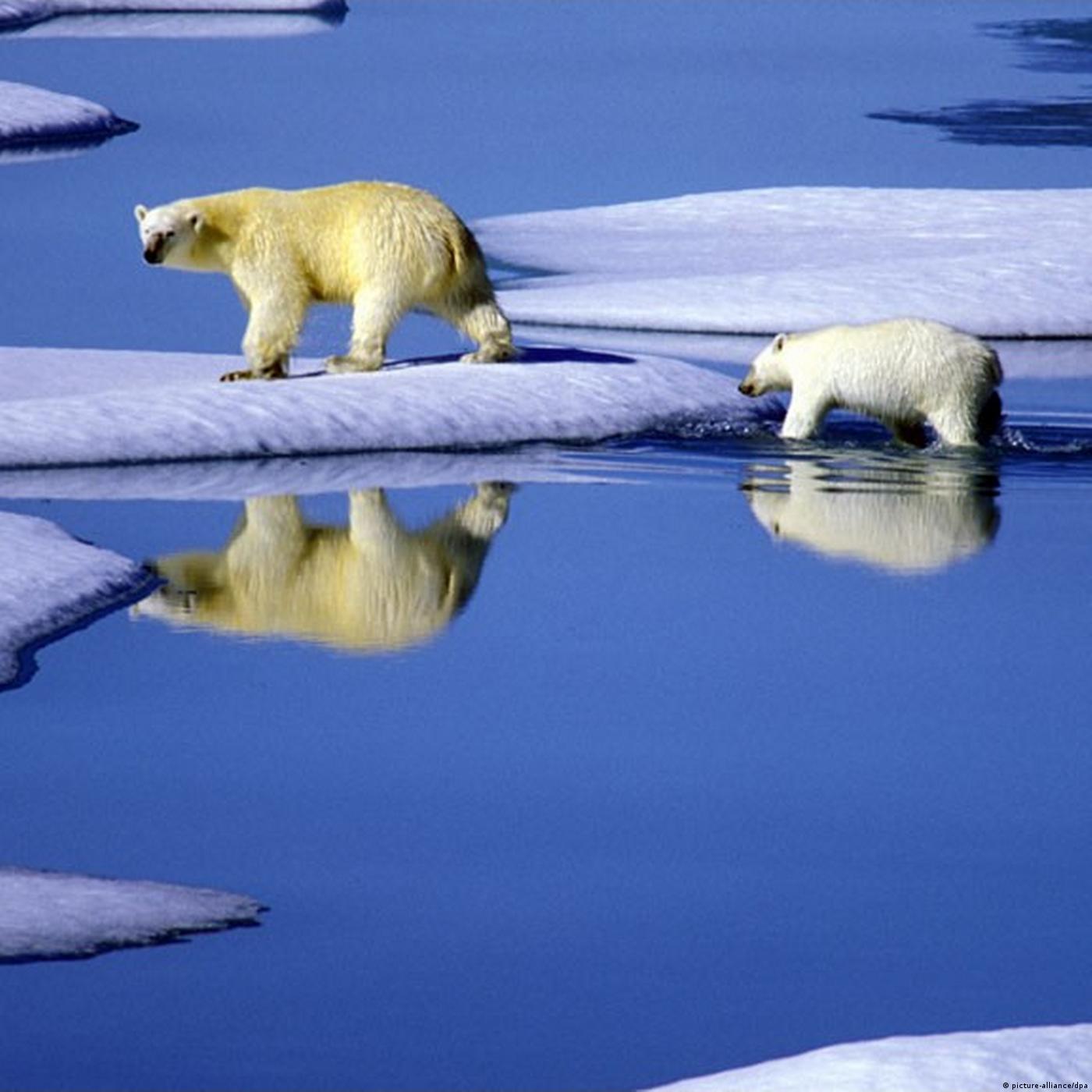 Living Planet: Struggle for survival