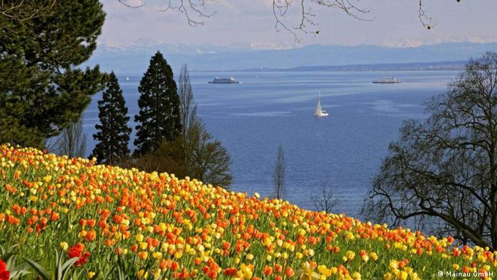 A meadow full of tulips on the island of Mainau with a view of Lake Constance and the Alps.