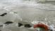 Plastikmüll am Strand (Bild: dpa) Plastikmüll am Strand (Bild: dpa)