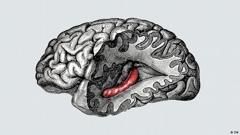 Human brain lateral view hand drawing vintage Vector Image