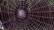 Spinnennetz (Foto: Fotolia 2007) Spinnennetz (Foto: Fotolia 2007)