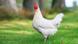white chicken in the grass © Ramona Heim #34642193 Autor Ramona Heim Portfolio ansehen Bildnummer 34642193 Land Deutschland Repräsentative Kategorie Flora & Fauna Pfeil Tiere Pfeil Nutztiere Konzeptionelle Kategorie Wissenschaft & Natur Pfeil Natur Pfeil Nutztiere Keywords artgerecht bauernhof bio chicken farm freilaufend garten grün henne huhn landleben landwirtschaft legehenne nutztier park rasen tier tierschutz urlaub auf dem bauernhof wiese white chicken in the grass © Ramona Heim #34642193 Autor Ramona Heim Portfolio ansehen Bildnummer 34642193 Land Deutschland Repräsentative Kategorie Flora & Fauna Pfeil Tiere Pfeil Nutztiere Konzeptionelle Kategorie Wissenschaft & Natur Pfeil Natur Pfeil Nutztiere Keywords artgerecht bauernhof bio chicken farm freilaufend garten grün henne huhn landleben landwirtschaft legehenne nutztier park rasen tier tierschutz urlaub auf dem bauernhof wiese