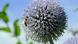 A bee in a garden (Photo: Soeren Stache dpa/lth) A bee in a garden (Photo: Soeren Stache dpa/lth)