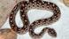 Serpente venenosa comum no Oriente Médio Serpente venenosa comum no Oriente Médio