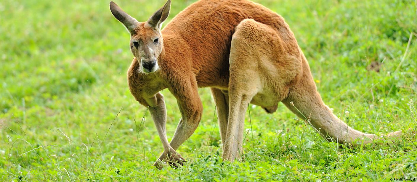 Kangaroo vs