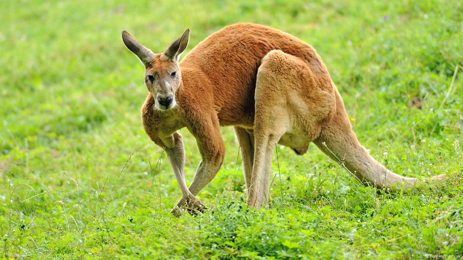 a wallaby and a kangaroo 