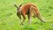 A kangaroo A kangaroo