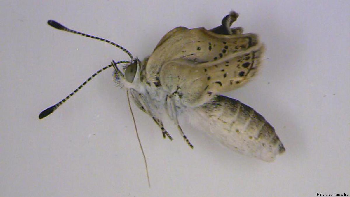 Voyeurizm porno videolar Ayol organlarining turlari (fotosuratlar)