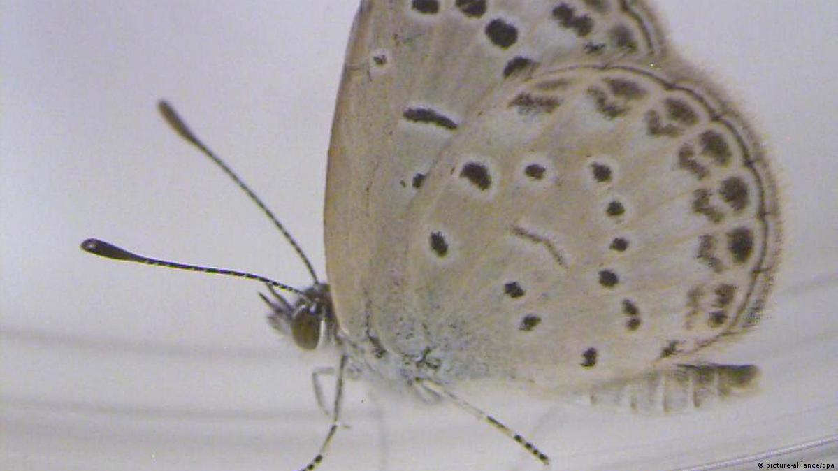 Fukushima butterflies damaged DW 08/14/2012