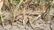 Titel/Title: Dead Corn Schlagworte/Keywords: Corn, Drought, Colorado Wer hat das Bild gemacht/Fotograf? / Who is the photographer: Frank Morris Wann wurde das Bild gemacht? / When was the picture taken: July 14, 2012 Wo wurde das Bild aufgenommen? / Where was the picture taken: Lamar, Colorado Bildbeschreibung: Bei welcher Gelegenheit / in welcher Situation wurde das Bild aufgenommen? Wer oder was ist auf dem Bild zu sehen? / What are we seeing in this picture? Who are we seeing? Dale Mauch’s corn crop is dead. Titel/Title: Dead Corn Schlagworte/Keywords: Corn, Drought, Colorado Wer hat das Bild gemacht/Fotograf? / Who is the photographer: Frank Morris Wann wurde das Bild gemacht? / When was the picture taken: July 14, 2012 Wo wurde das Bild aufgenommen? / Where was the picture taken: Lamar, Colorado Bildbeschreibung: Bei welcher Gelegenheit / in welcher Situation wurde das Bild aufgenommen? Wer oder was ist auf dem Bild zu sehen? / What are we seeing in this picture? Who are we seeing? Dale Mauch’s corn crop is dead.