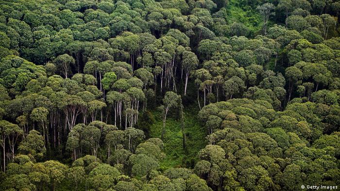 Indonesian rainforest