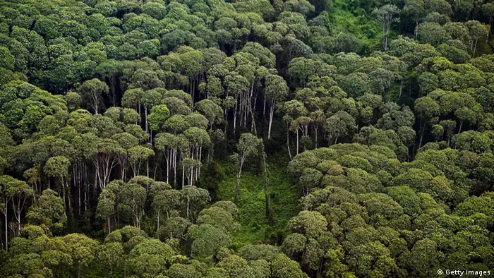 Regenwald Asien Indonesien