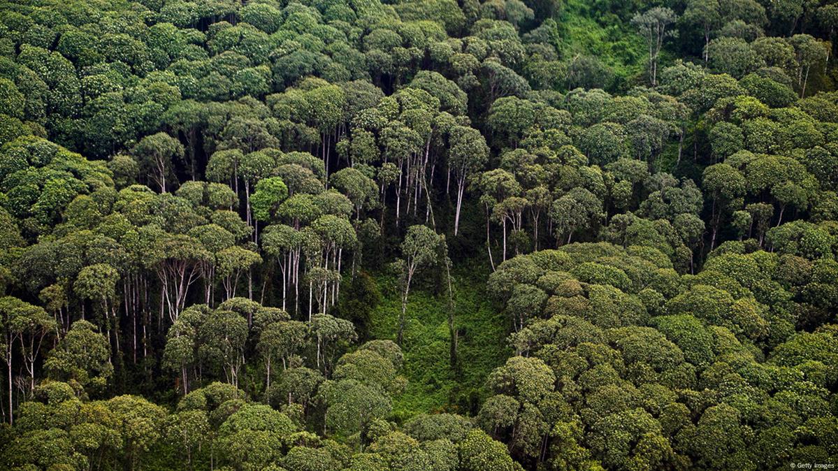 Logging in Indonesia – DW – 02/05/2013